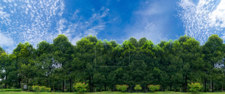 Téléchargez les photos : Arbres verts dans le ciel bleu - en image libre de droit