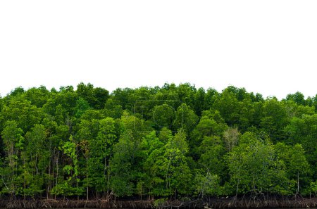 Téléchargez les photos : "Panorama arbre fond blanc bannière isoler" - en image libre de droit
