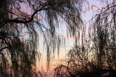 Photo for Tree branches at sunset - Royalty Free Image