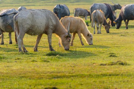 Téléchargez les photos : "buffalo Golden light Meadow Buffalo herd" - en image libre de droit