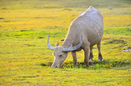 Photo for "buffalo Golden light Meadow Buffalo herd" - Royalty Free Image