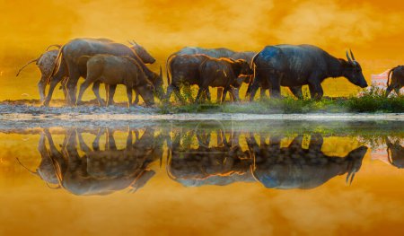 Foto de "Buffalo Golden light Meadow Búfalo manada" - Imagen libre de derechos
