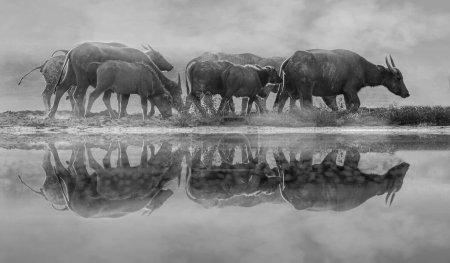 Téléchargez les photos : Black and white photo of wild animals in Africa - en image libre de droit