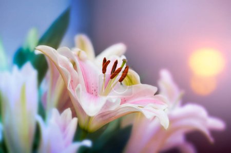 Téléchargez les photos : "Pink lilly in the garden and tone color pink,Lilly flowers (shallow dof) Natural" - en image libre de droit