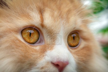 Photo for "Fully Dilated Eye Pupil on an Orange Persian Cat." - Royalty Free Image