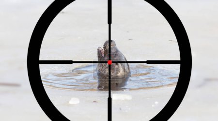 Photo for Hunting a seal  background view - Royalty Free Image