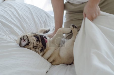Téléchargez les photos : Jeune femme couchée sur un lit avec son chien le matin. photo de haute qualité - en image libre de droit