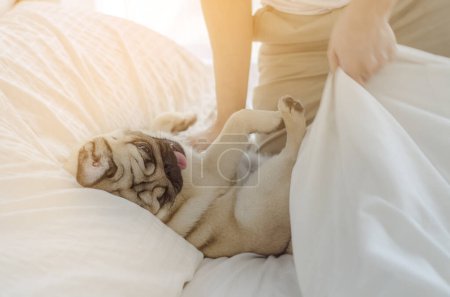 Téléchargez les photos : Mignon gros chien sur le lit, vue rapprochée - en image libre de droit