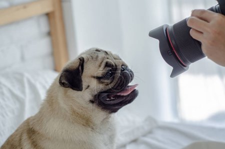 Téléchargez les photos : Mignon petit chien prenant des photos sur caméra avec drôle de visage sur fond blanc - en image libre de droit