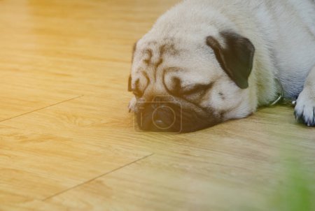 Photo for Sleeping pug lying in the floor. - Royalty Free Image