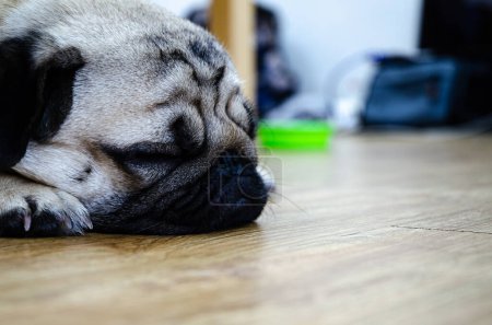 Photo for Dog pug sleeping on a floor in the apartment - Royalty Free Image