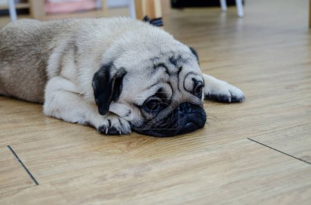 Photo for Pug puppy lying on the floor at home, looking to the camera - Royalty Free Image