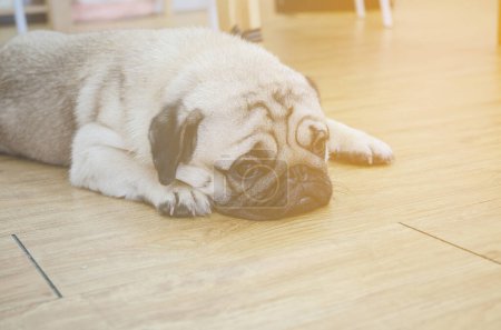 Photo for Cute pug lying at the floor in home - Royalty Free Image