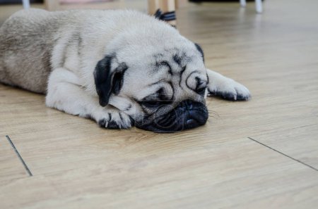 Photo for Cute pug dog on the floor - Royalty Free Image