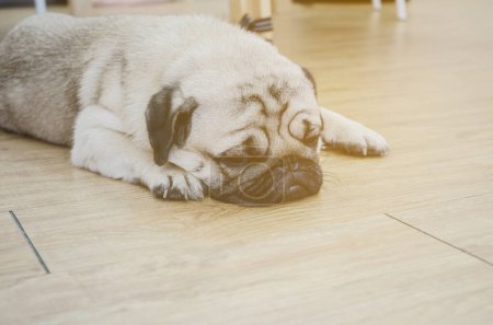 Photo for Cute dog on the floor - Royalty Free Image