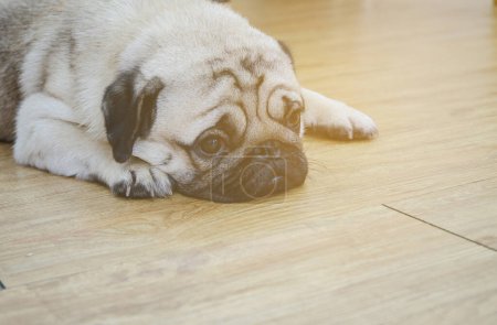 Photo for Pug puppy on floor. cute pug dog lying in the room - Royalty Free Image