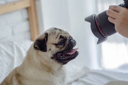 Photo for Cute pug dog with photo camera on white table - Royalty Free Image