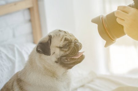 Foto de Un perro bebiendo té de una taza. un lindo cachorro está descansando en casa. - Imagen libre de derechos