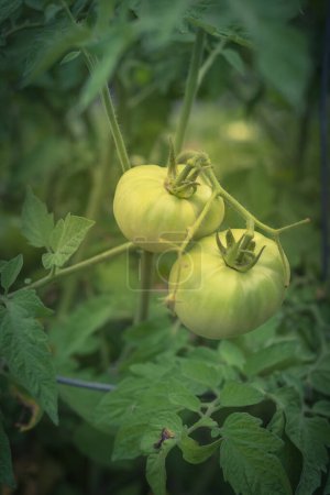 Foto de Verde ecológico super fantástico tomate en las vides de los árboles - Imagen libre de derechos