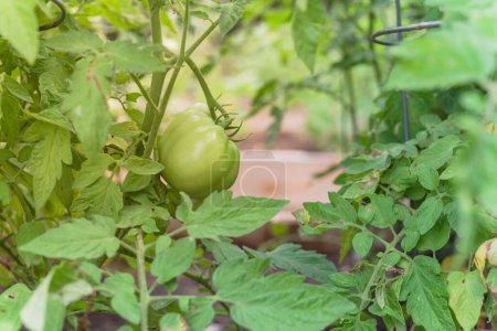 Photo for Organic green super fantastic tomato on tree vines - Royalty Free Image
