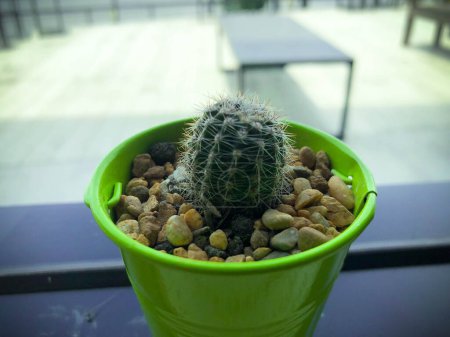 Foto de Planta de cactus pequeño verde en una pequeña olla de cubo en el vidrio de la ventana - Imagen libre de derechos