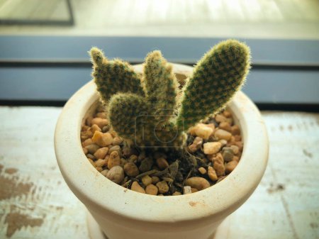 Foto de Verde pequeño cactus planta en una maceta en la ventana - Imagen libre de derechos