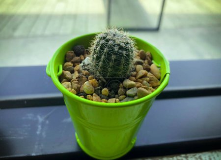 Foto de Planta de cactus pequeño verde en una pequeña olla de cubo en el vidrio de la ventana - Imagen libre de derechos