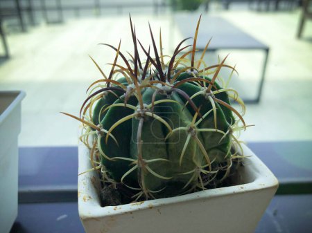 Foto de Planta verde de cactus pequeño que crece en una maceta - Imagen libre de derechos