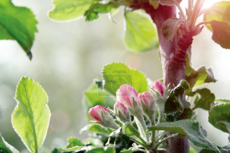 Téléchargez les photos : Bourgeons roses de pommiers dans le verger printanier en mai jour - en image libre de droit