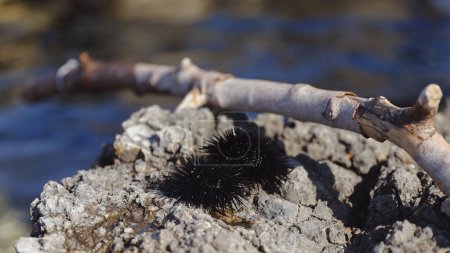 Téléchargez les photos : Oursins noirs et un bâton de bois sur la baie rocheuse de la mer Adriatique en Croatie - en image libre de droit