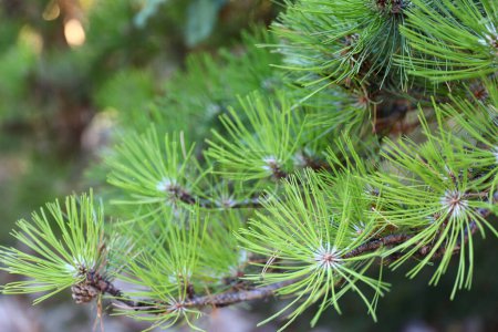 Photo for Needles of a scotch fir - Royalty Free Image