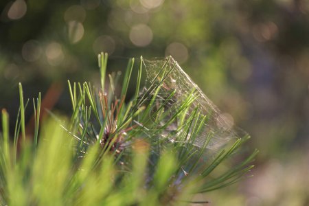 Photo for Macro cobweb in the green grass - Royalty Free Image