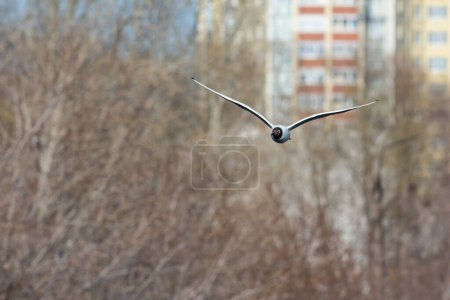 Photo for A black and white gull is flying - Royalty Free Image