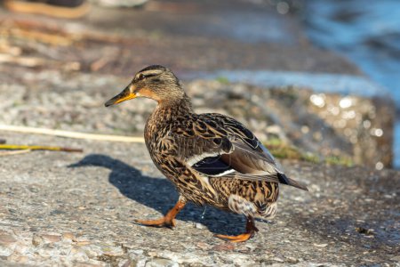 Téléchargez les photos : Un canard brun se dresse le long du rivage - en image libre de droit