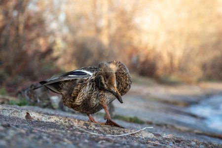 Téléchargez les photos : Un canard brun se dresse le long du rivage - en image libre de droit