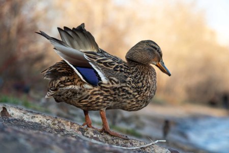 Photo for A brown duck stands along the shore - Royalty Free Image