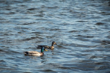 Foto de Patos nadando junto al río - Imagen libre de derechos