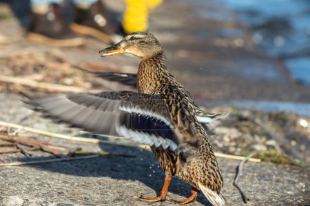 Foto de Un pato marrón está a lo largo de la orilla - Imagen libre de derechos