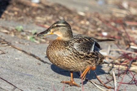 Foto de Un pato marrón está a lo largo de la orilla - Imagen libre de derechos
