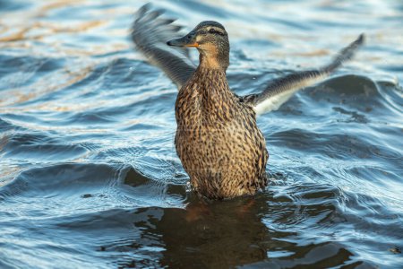 Téléchargez les photos : Canard nageant le long de la rivière - en image libre de droit