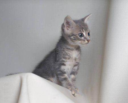 Téléchargez les photos : Mignon petit chaton dans un lit blanc - en image libre de droit