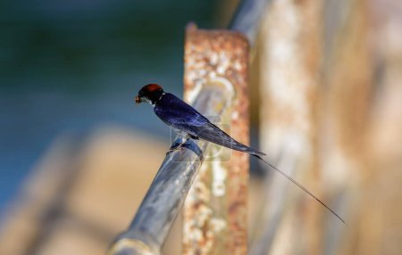 Foto de Pájaro pequeño, Golondrina de cola de alambre, Hirundo smithii, encaramado - Imagen libre de derechos