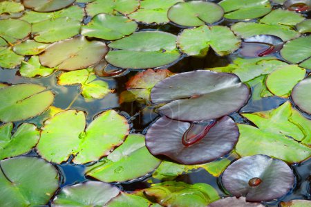Foto de Hermoso estanque con agua Lily planta, fondo - Imagen libre de derechos