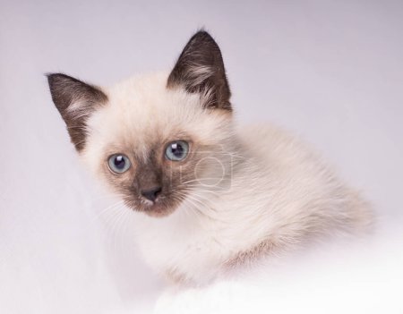 Foto de De cerca la foto de Gris siamés gato con ojos azules mirando vino - Imagen libre de derechos