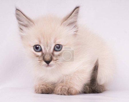 Foto de Retrato de cerca de gato siamés enojado gris con ojos azules - Imagen libre de derechos