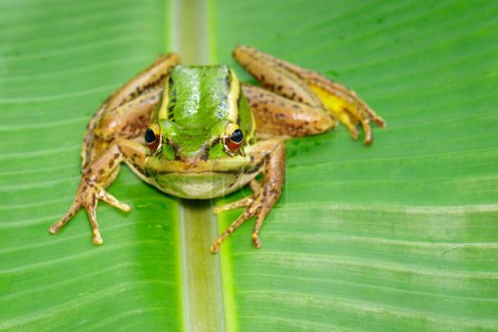 Photo for Image of paddy field green frog or Green Paddy Frog - Royalty Free Image