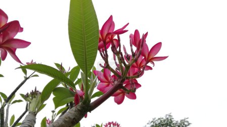 Foto de Hermoso plano botánico, fondo de pantalla natural con flores de color rosa - Imagen libre de derechos