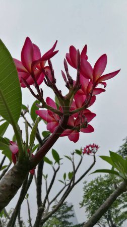 Foto de Hermoso plano botánico, fondo de pantalla natural con flores de color rosa - Imagen libre de derechos