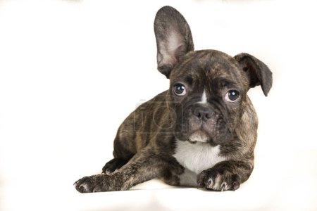 Téléchargez les photos : Portrait de bouledogue français couché, chien brun complet - en image libre de droit