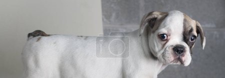 Téléchargez les photos : Intéressant portrait de bulldog partie supérieure en regardant la caméra - en image libre de droit